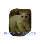 日々の猫々（個別スタンプ：7）