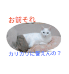 日々の猫々（個別スタンプ：13）