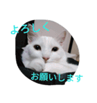 日々の猫々（個別スタンプ：40）