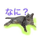 みーこ 文字入（個別スタンプ：3）