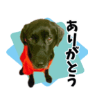 みんなをHAPPYにする名犬ハッピー（個別スタンプ：4）