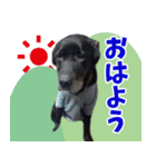 みんなをHAPPYにする名犬ハッピー（個別スタンプ：5）