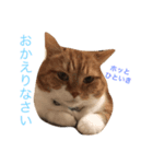 ニャンズ挨拶スタンプ（個別スタンプ：2）