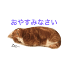 ニャンズ挨拶スタンプ（個別スタンプ：4）