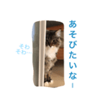ニャンズ挨拶スタンプ（個別スタンプ：8）