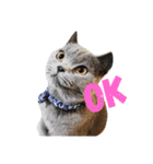 chartreux dai-chan #2（個別スタンプ：1）