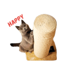 chartreux dai-chan #2（個別スタンプ：3）