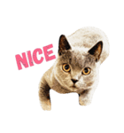 chartreux dai-chan #2（個別スタンプ：4）