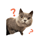 chartreux dai-chan #2（個別スタンプ：5）