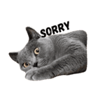 chartreux dai-chan #2（個別スタンプ：7）