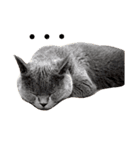 chartreux dai-chan #2（個別スタンプ：8）