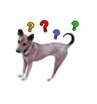 Daimodthasoodchuen2 kub dog 3 saap（個別スタンプ：1）
