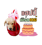 Daimodthasoodchuen2 kub dog 3 saap（個別スタンプ：2）