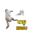 Daimodthasoodchuen2 kub dog 3 saap（個別スタンプ：3）