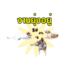 Daimodthasoodchuen2 kub dog 3 saap（個別スタンプ：4）