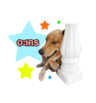 Daimodthasoodchuen2 kub dog 3 saap（個別スタンプ：6）