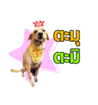 Daimodthasoodchuen2 kub dog 3 saap（個別スタンプ：8）