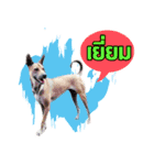 Daimodthasoodchuen2 kub dog 3 saap（個別スタンプ：10）
