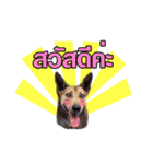 Daimodthasoodchuen2 kub dog 3 saap（個別スタンプ：11）