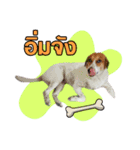 Daimodthasoodchuen2 kub dog 3 saap（個別スタンプ：12）