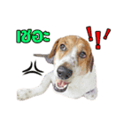 Daimodthasoodchuen2 kub dog 3 saap（個別スタンプ：13）