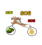 Daimodthasoodchuen2 kub dog 3 saap（個別スタンプ：14）