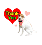 Daimodthasoodchuen2 kub dog 3 saap（個別スタンプ：15）