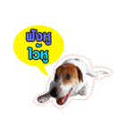 Daimodthasoodchuen2 kub dog 3 saap（個別スタンプ：16）