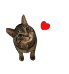 cats tora（個別スタンプ：1）