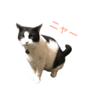 cats tora（個別スタンプ：2）