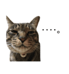 cats tora（個別スタンプ：3）