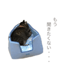 cats tora（個別スタンプ：6）