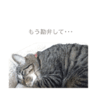 cats tora（個別スタンプ：7）