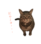 cats tora（個別スタンプ：8）