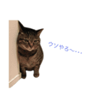 cats tora（個別スタンプ：9）