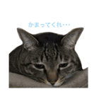cats tora（個別スタンプ：10）