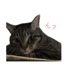 cats tora（個別スタンプ：11）