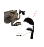 cats tora（個別スタンプ：12）