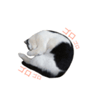cats tora（個別スタンプ：13）