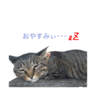 cats tora（個別スタンプ：14）