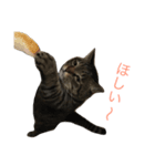 cats tora（個別スタンプ：15）