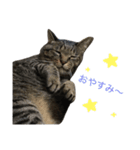 cats tora（個別スタンプ：16）