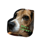 ビーグル犬のアトム（個別スタンプ：1）