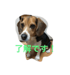 ビーグル犬のアトム（個別スタンプ：3）