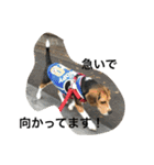 ビーグル犬のアトム（個別スタンプ：5）