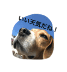 ビーグル犬のアトム（個別スタンプ：6）