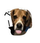 ビーグル犬のアトム（個別スタンプ：7）