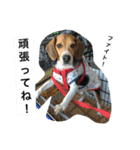 ビーグル犬のアトム（個別スタンプ：11）
