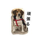 ビーグル犬のアトム（個別スタンプ：12）