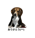 ビーグル犬のアトム（個別スタンプ：13）